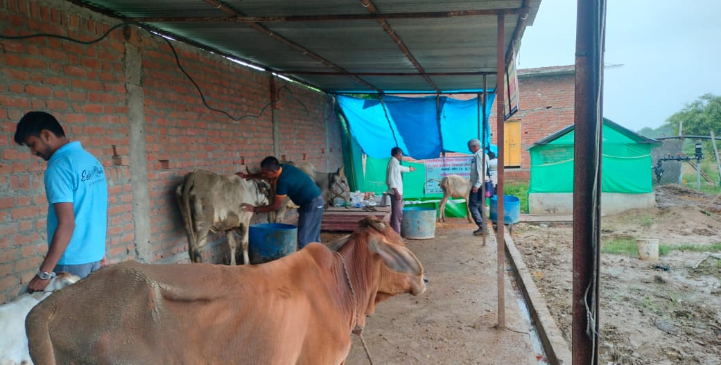 Cow Care